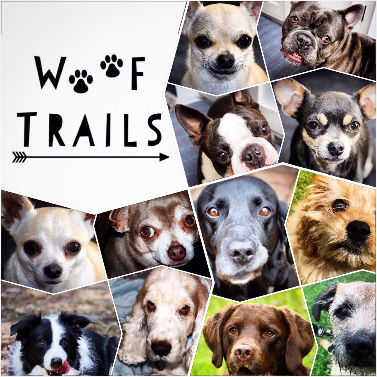 woof_trails's tweet photo. Will finally have my own transport in the next few weeks. So excited to advertise further afield! #dogwalker #petphotographer #ribblevalley https://t.co/jqqxztVu67