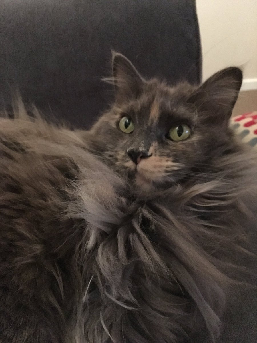 sissyquee's tweet photo. It's #InternationalCatDay love me! 😻 https://t.co/CXHrnBtPWL