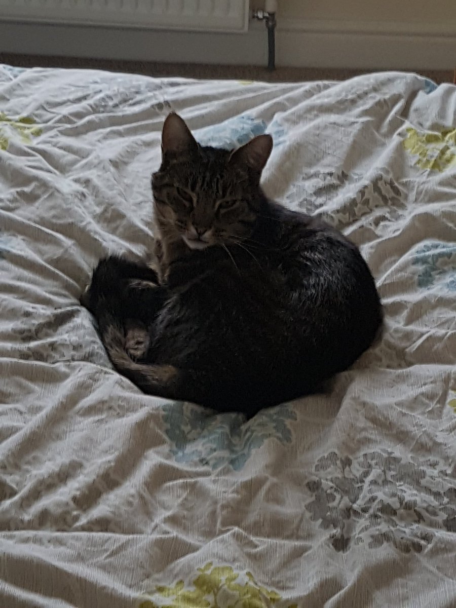 animaloutings's tweet photo. #InternationalCatDay. I'm looking after these 2 beauties for a week.
#animaloutings #catvisit #Ripon #Northyorkshire # https://t.co/Pw9Wl7KGa4