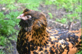 RRolinka's tweet photo. #ChickenHour Hi everyone! πmy hens from feb. are growing into pretty young ladies! #owlbeard https://t.co/9U3V9Xh85b
