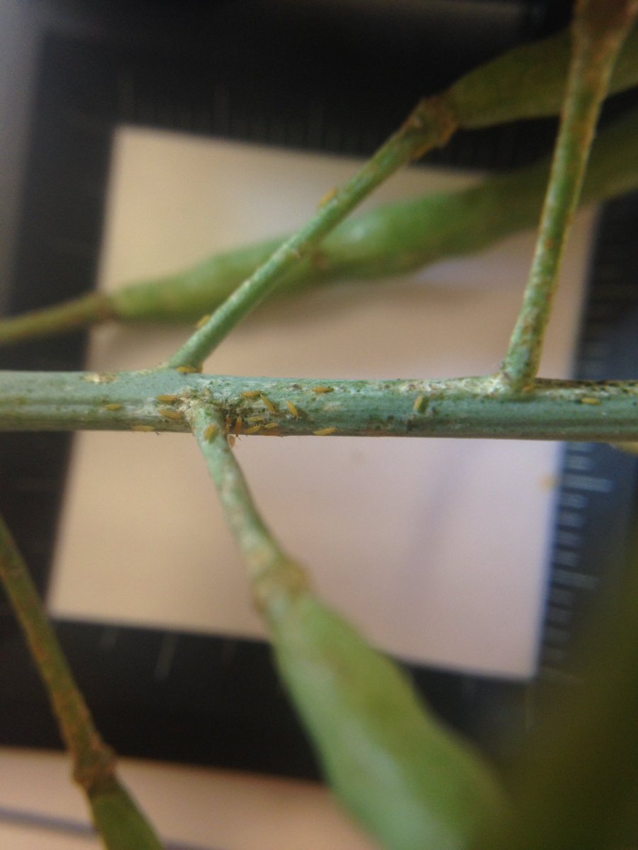 KohlerAart's tweet photo. Can anybody please help identify what kind of pest this is feeding on upper parts of canola https://t.co/KDB9zrNPxD