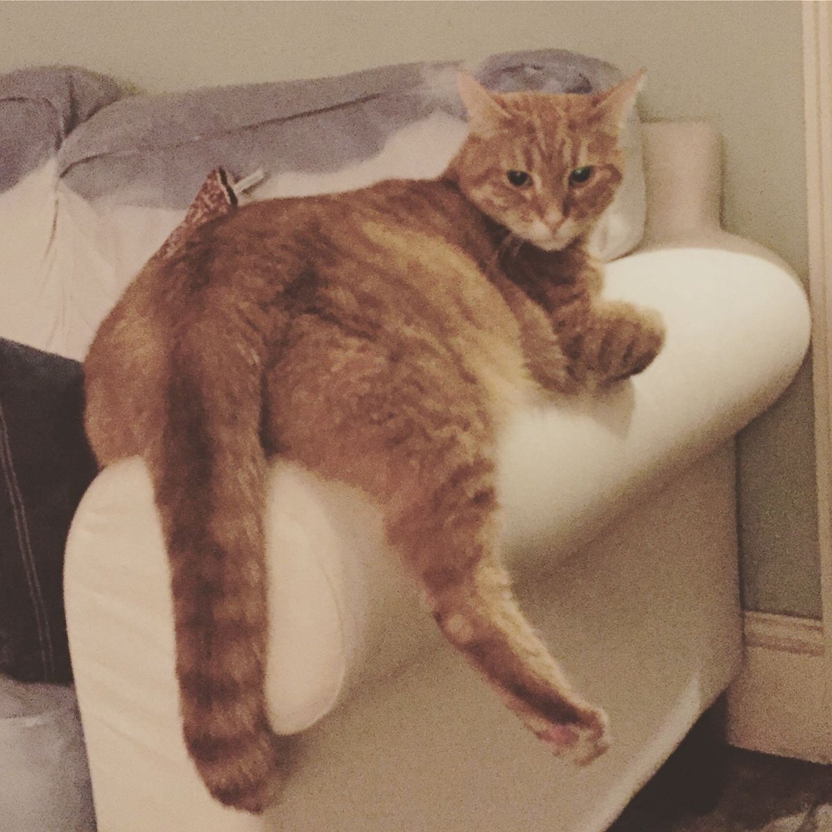 #InternationalCatDay