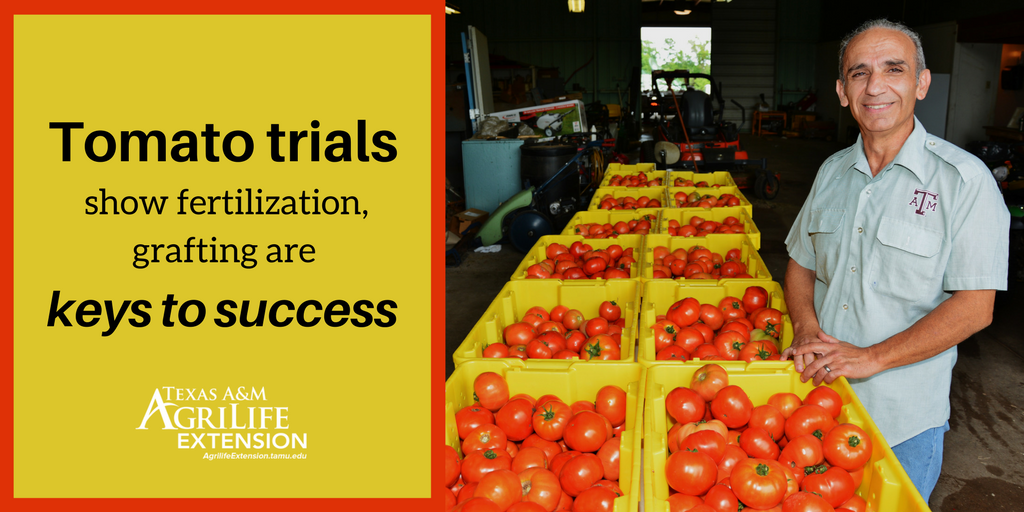 Tomato trials show fertilization, grafting are keys to success: ow.ly/PQGS30eem5n