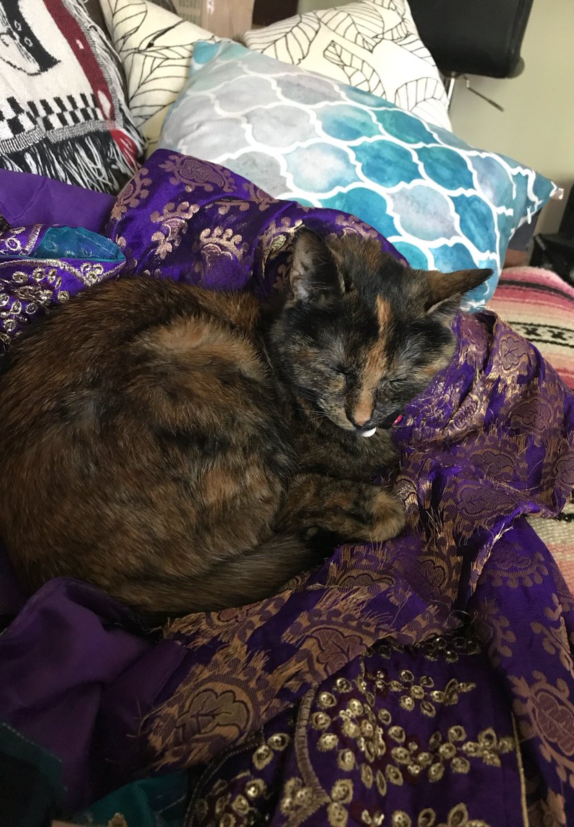v__jensen's tweet photo. Happy #InternationalCatDay!! I love my cat Berg so much! 😻 https://t.co/NoOLcNsBxH