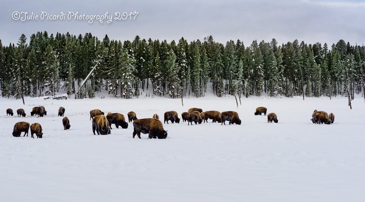 It's a hard life. Foraging for those few blades of grass deep under the snow. #vagabondgal #exploreyellowstone#travelwy#travelmontana#bison