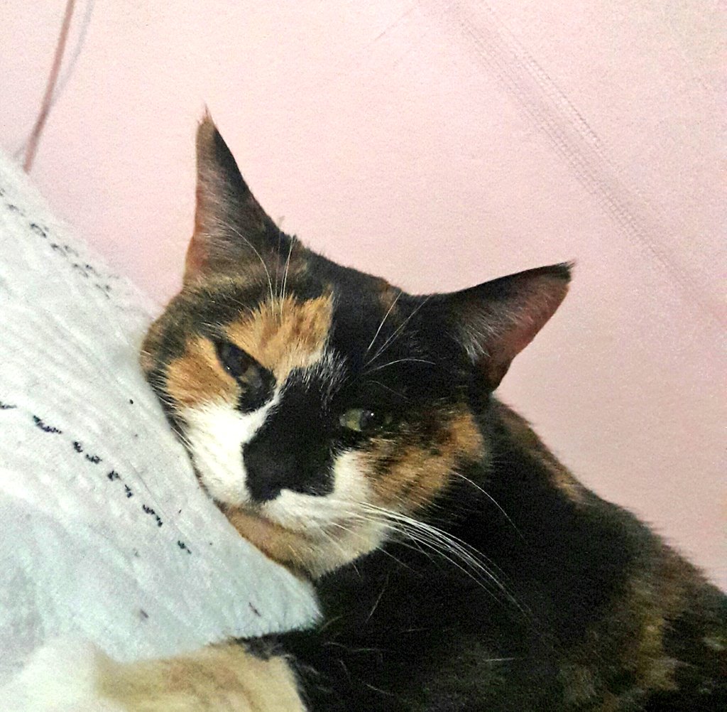 Tencat_'s tweet image. Selfie for my achievement of making the human get up by peeing on their bed &amp;amp; because today is #NationalSelfieDay #Notsorry #Riseandshine