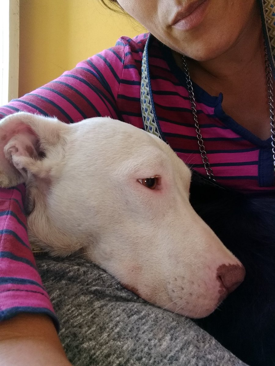 Lulakatsen2's tweet photo. Alubia ...solitaria abandonada a un futuro de muerte y sufrimiento ..#noalmaltrato .cambia una vida adopta😘 https://t.co/yyqSHp9k0N