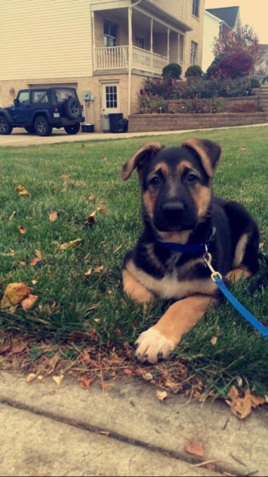 German Shepherds tweet media