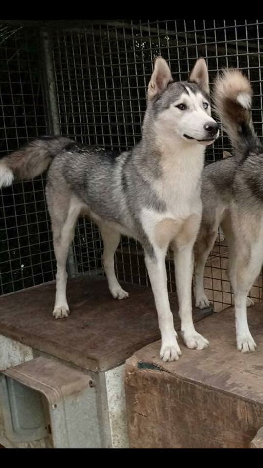 Siberian Husky Club (@SHCGB) / Posts / X