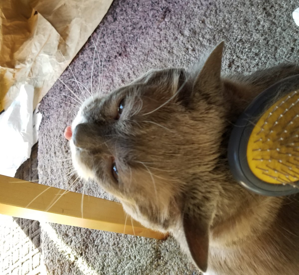 IPGDigitalSales's tweet image. Yin is #blepping for brushings...and a good book from Kelly's library! #InternationalCatDay #INscribeCats