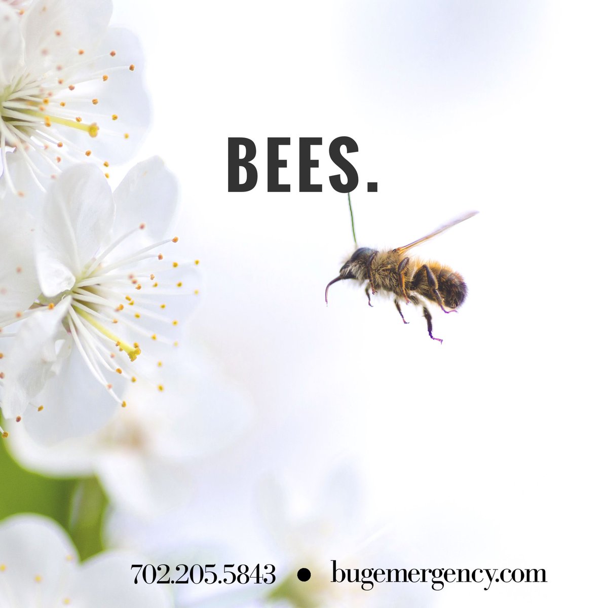 bugemergency's tweet image. Honey bees can fly higher than Mount Everest! Visit bugemergency.com for more info! #LasVegasPestControl #BugEmergency