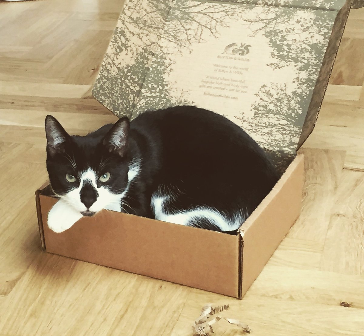 buttonandwilde's tweet photo. Cat crazy. Celebrating  #InternationalCatDay https://t.co/0gbmff2cyS