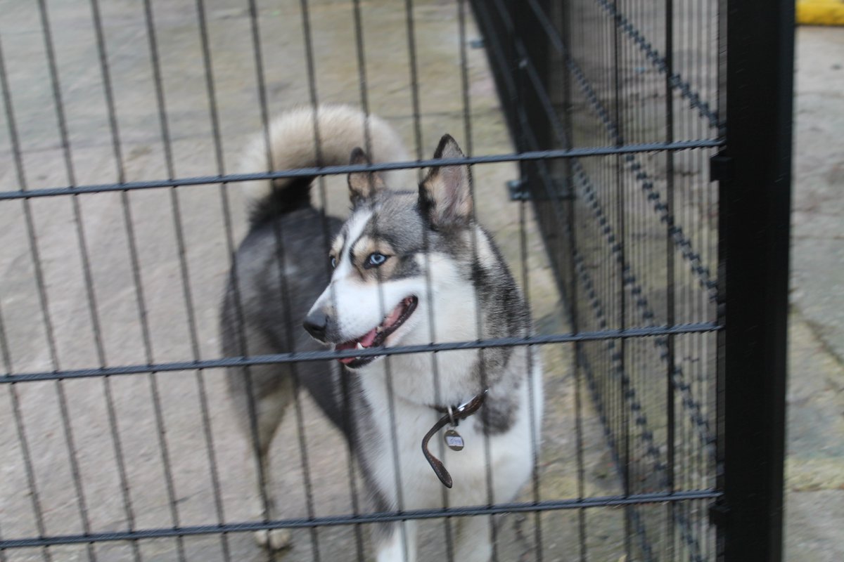 ProtectaPet's tweet photo. @ArcticQuestTeam Loved watching you #supervet #animalrescuelive We spent lots of time testing #dogfencing on #huskies: very special breed <3 https://t.co/cUjVN7RkIi