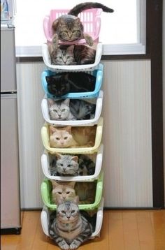 24x7storage's tweet photo. When choosing containers to store your kitties, don't worry about sizes as #cats liquid form will fill any empty space #InternationalCatDay https://t.co/U9R2qMFlnt