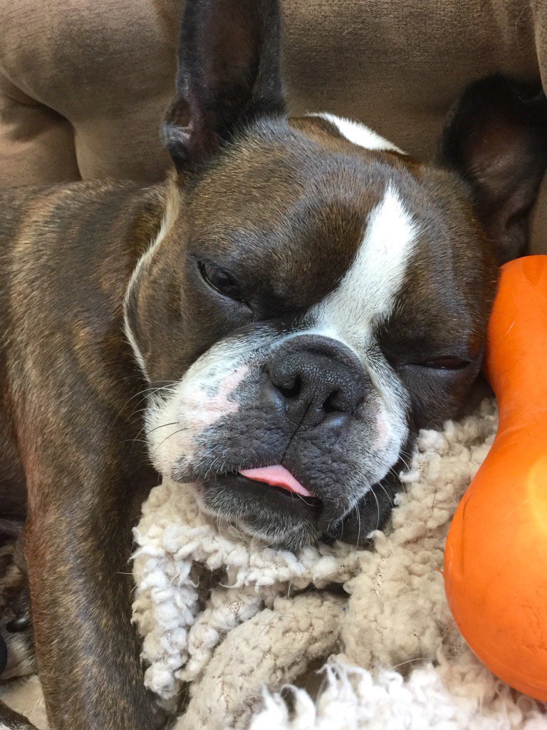 sandbott's tweet image. #TongueOutTuesday My bro's sleepy face. Can't keep his tongue in while sleeping- too big for his mouth. 😋