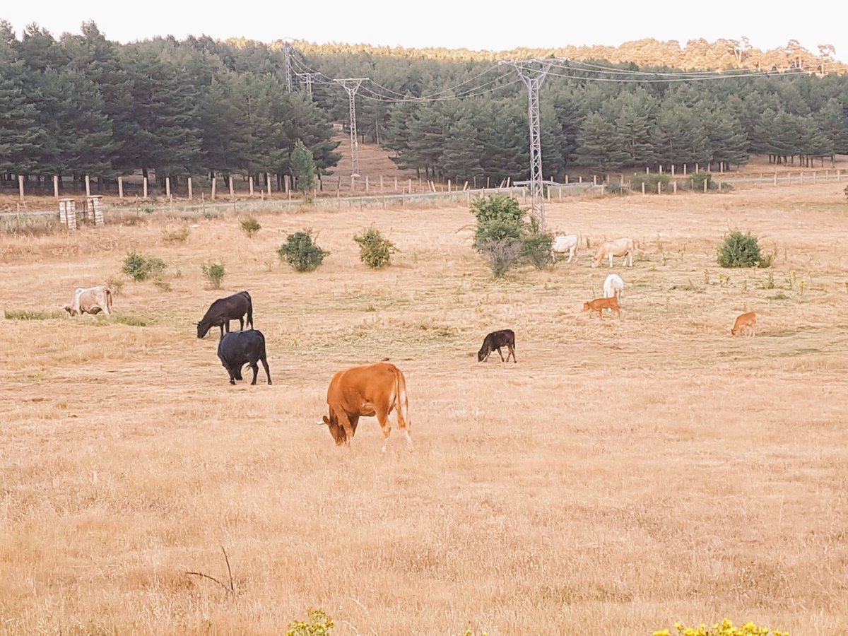 anavalero_cf's tweet photo. Amazing, mis pequeñas al natural. Enamorada de la naturaleza, el pasto y mis vacas 😍 https://t.co/3IJFZrGbLC