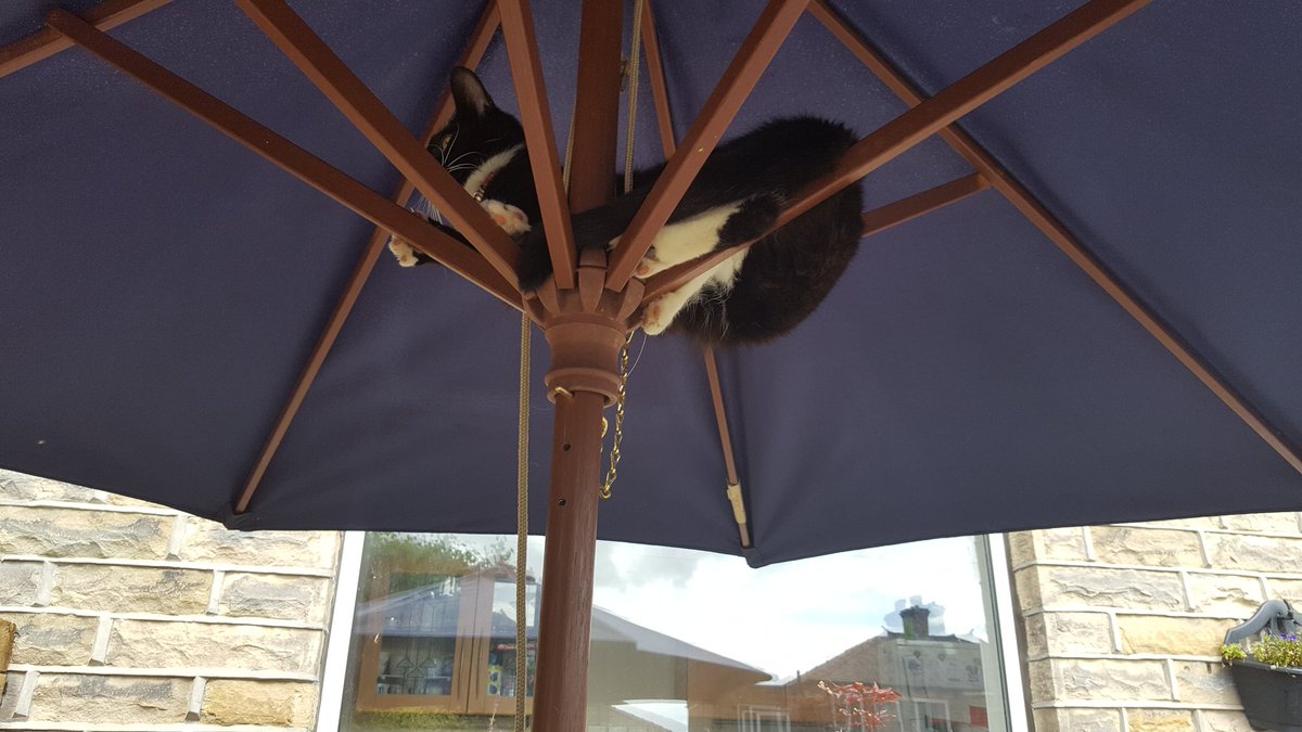therosegardenuk's tweet photo. Actual sleeping position of my cat #sleepsanywhere #InternationalCatDay https://t.co/D3MM0f73Mw