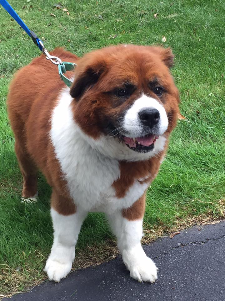 st bernard chow chow mix