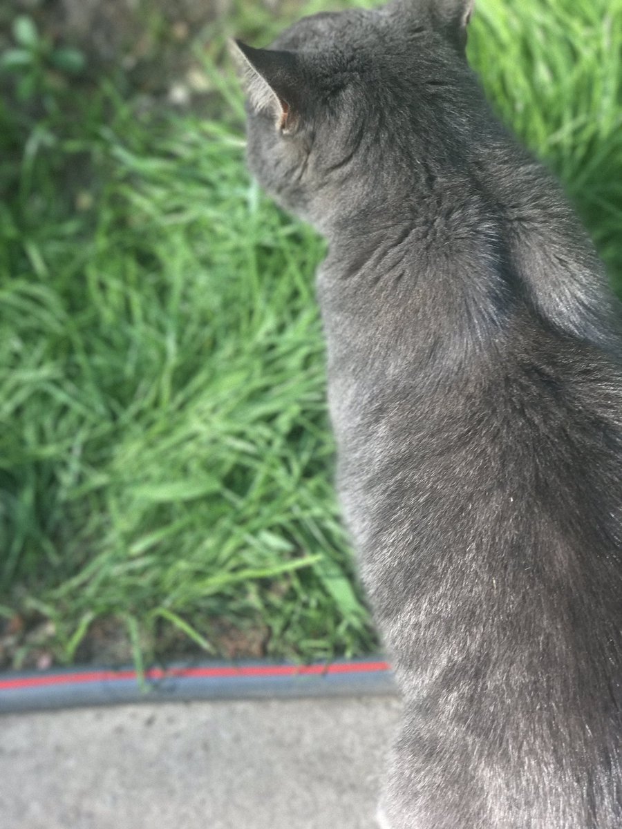 gdb_98's tweet photo. My cat is so photogenic 😻 https://t.co/8YKZQzJXJu