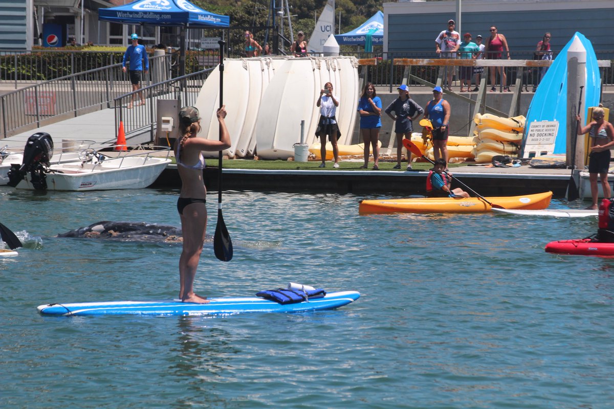 OCSheriff's tweet image. Citizens assisted the OCSD Harbor Patrol in helping the whale get out of Dana Point harbor and back to open water.  #teamwork @ocsddanapoint