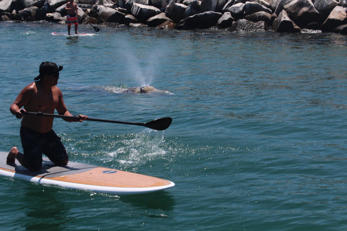 OCSheriff's tweet image. Citizens assisted the OCSD Harbor Patrol in helping the whale get out of Dana Point harbor and back to open water.  #teamwork @ocsddanapoint