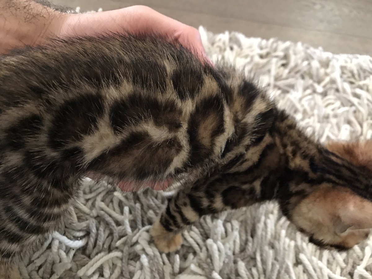 FaZeApex's tweet photo. The new FaZe House pet kitten 😍 https://t.co/2IWxo2Mxm5