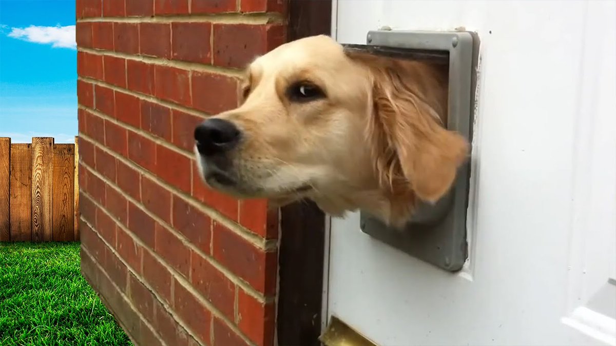 dogs doing funny things pictures