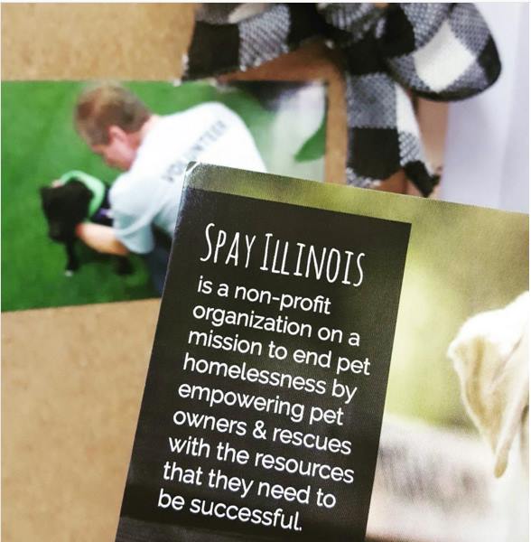 LostDogsIL's tweet photo. Low cost event NewSong Community Church in #Aurora #@SPAYILLINOIS #microchipping #heartwormtesting #dogadoption #petclinic https://t.co/9VZQOm4rnA