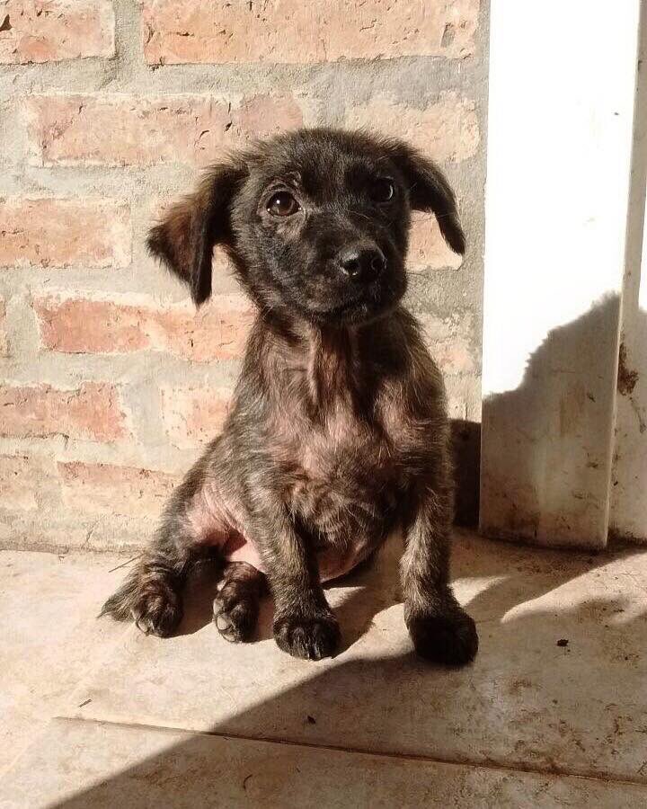 Merlina, de 2 meses y 1/2 dulce y medianita busca su familia ideal. Se entrega con compromiso de castración 
💌 pichichosalrescate@gmail.com