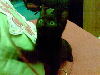 #InternationalCatDay