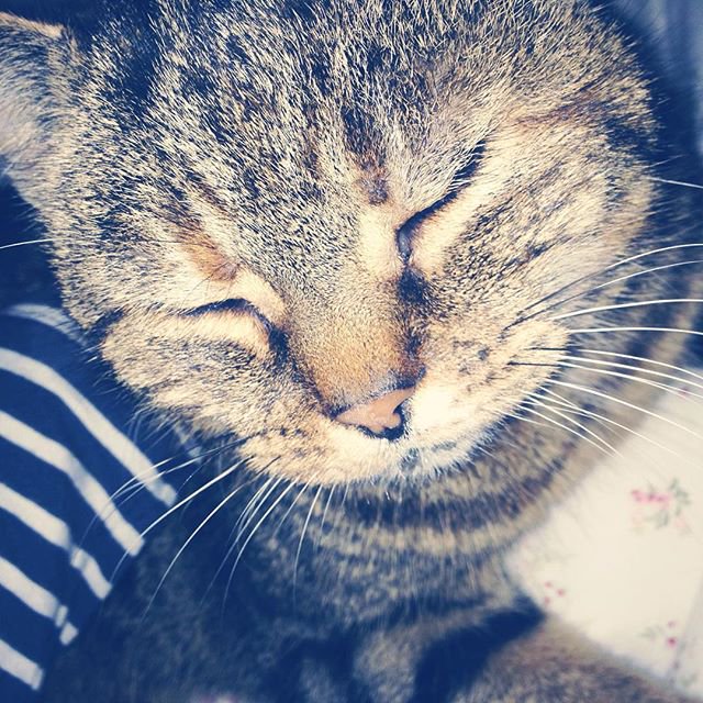 alicero__'s tweet photo. #InternationalCatDay my best friend in the world💕 https://t.co/Y2ImwnseAT