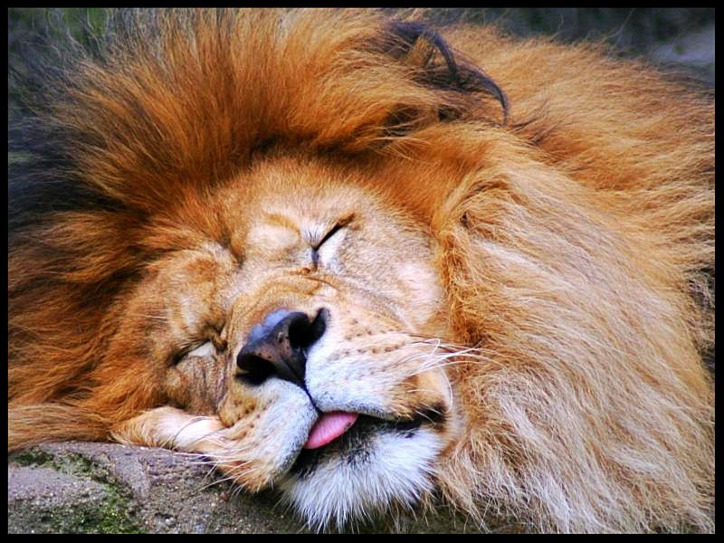 kemay's tweet photo. Archangel Michael: Lion's Gate Report 8/8/17 https://t.co/y1elw1lX2w https://t.co/BOe60tE9mD