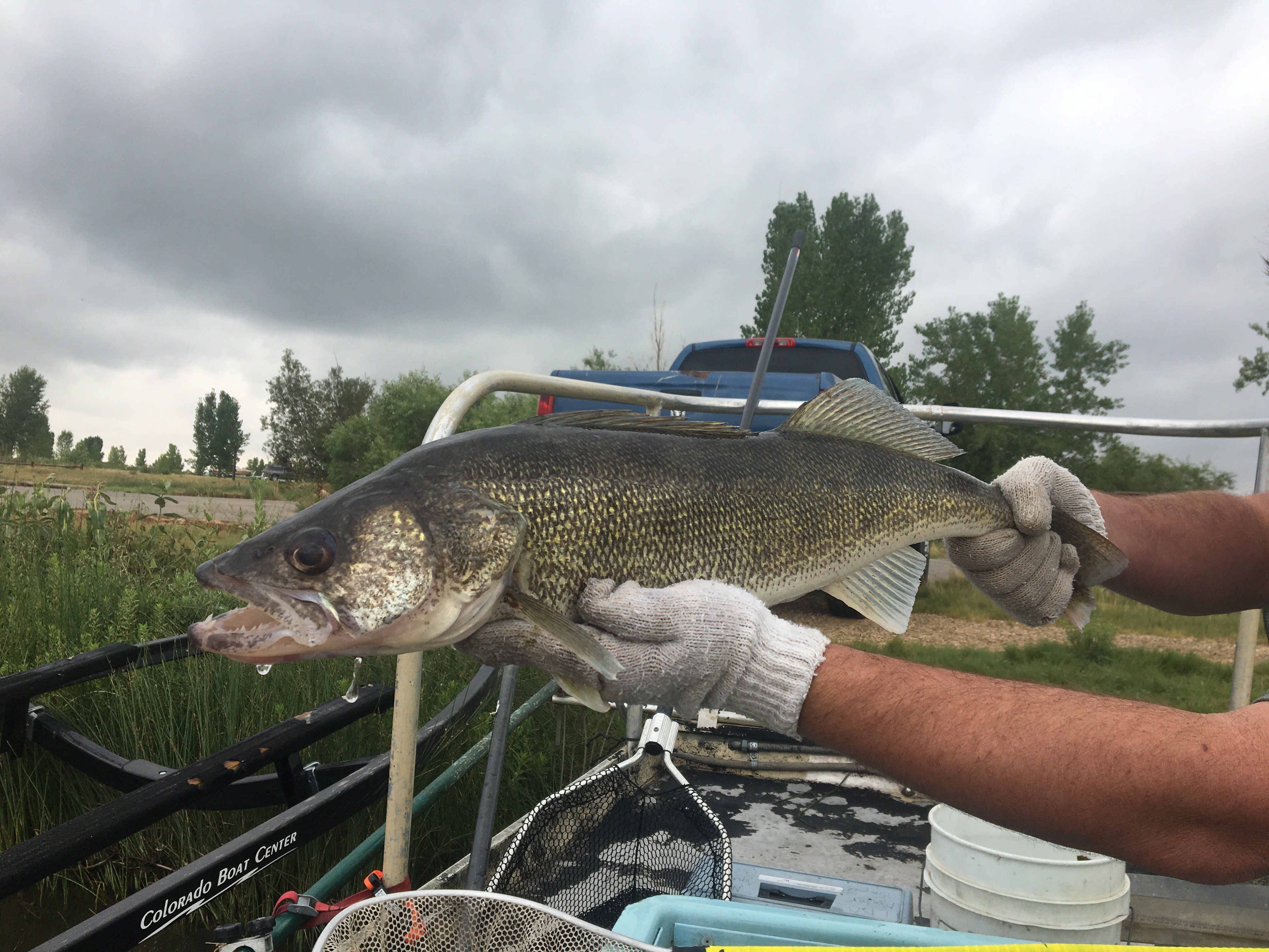 Colorado Parks and Wildlife on X: Our team is out sampling fish at  #StVrainStatePark. Check out this walleye and sauger! 👌🎣   / X
