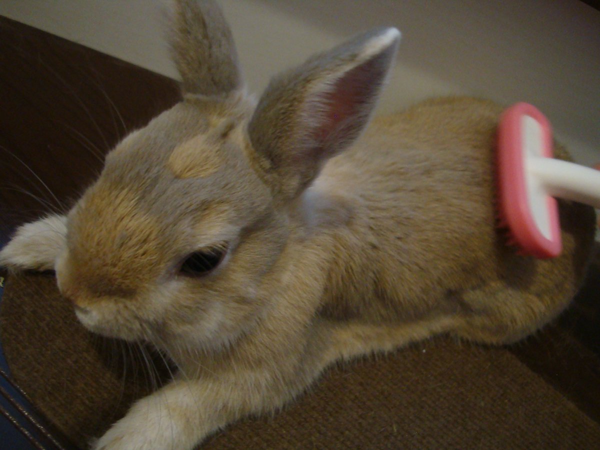 すぴか うさぎ V Twitter おはようさぎ 換毛期 ブラッシング ルノは10円おはげちゃんになってる W 今日も っ W ｃ もふっと頑張ろ T Co 8q6qqz8oal うさぎ Rabbit うさぎ好きさんと繋がりたい T Co X54cptg42i