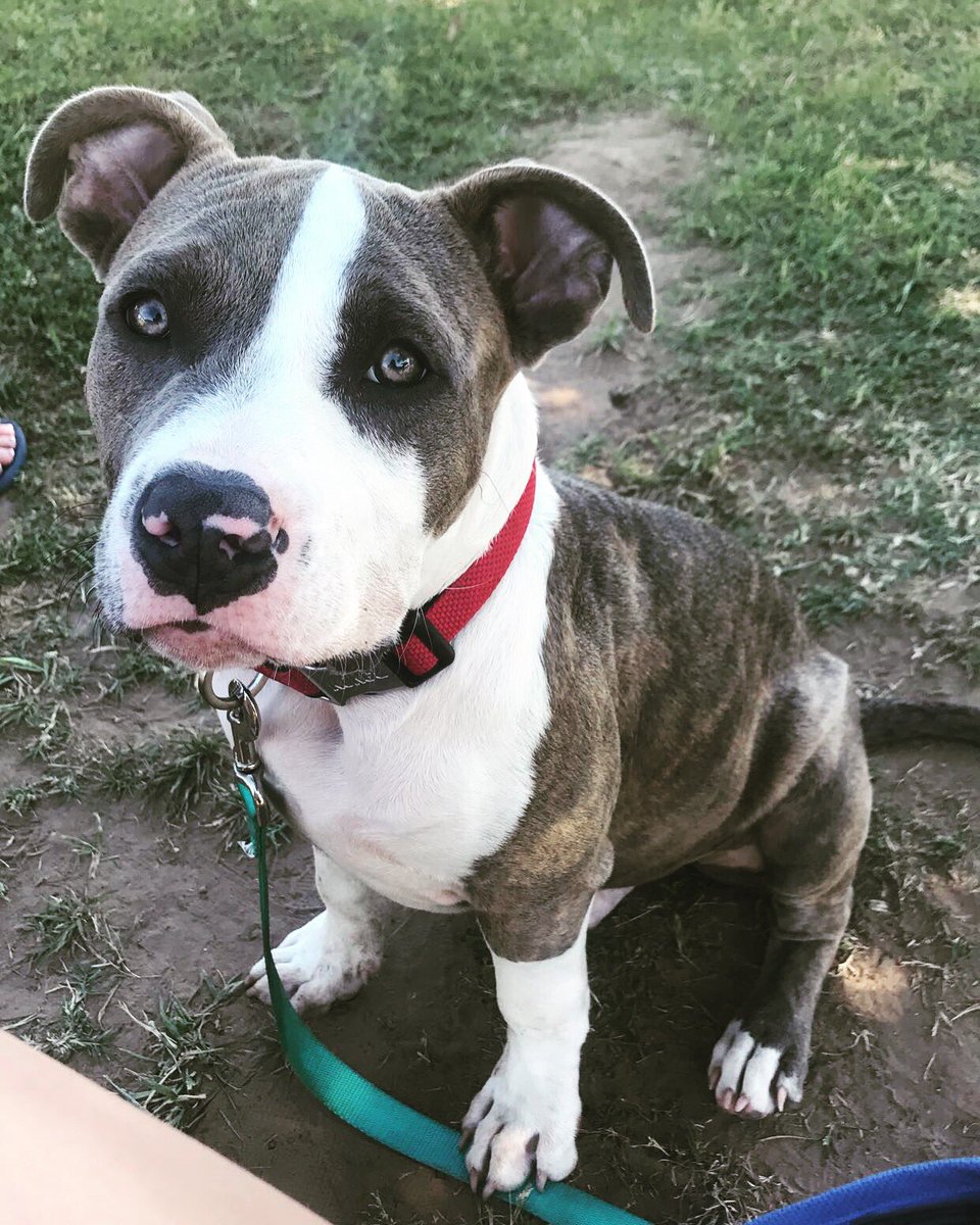 loganbrinker's tweet photo. my dog is the prettiest Pit Bull and there's no argument that can ever make me think different 😍😍 https://t.co/c9vPhmgjDC
