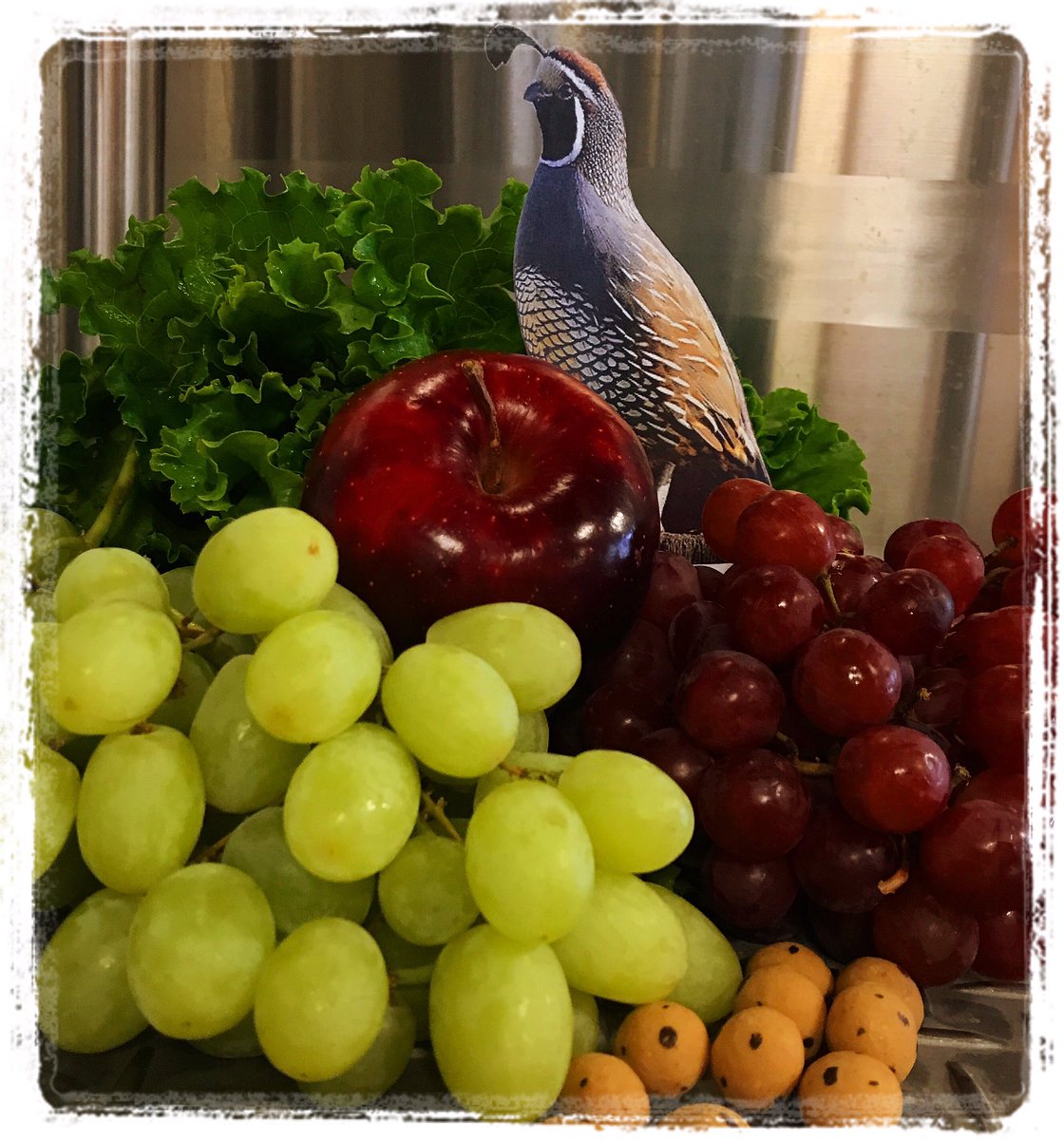 Fruit of the Quail is our latest Experimental Quail Pale Ale! Stop by to try this fruit bomb!