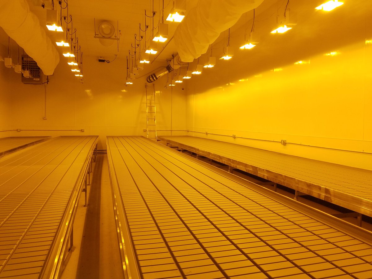 BudBoxExpress's tweet image. Grow Room about ready for the plants they deserve 😎 #CannabisCommunity #CannabisLegale #CBD #thc #Maryland #WorldCatDay