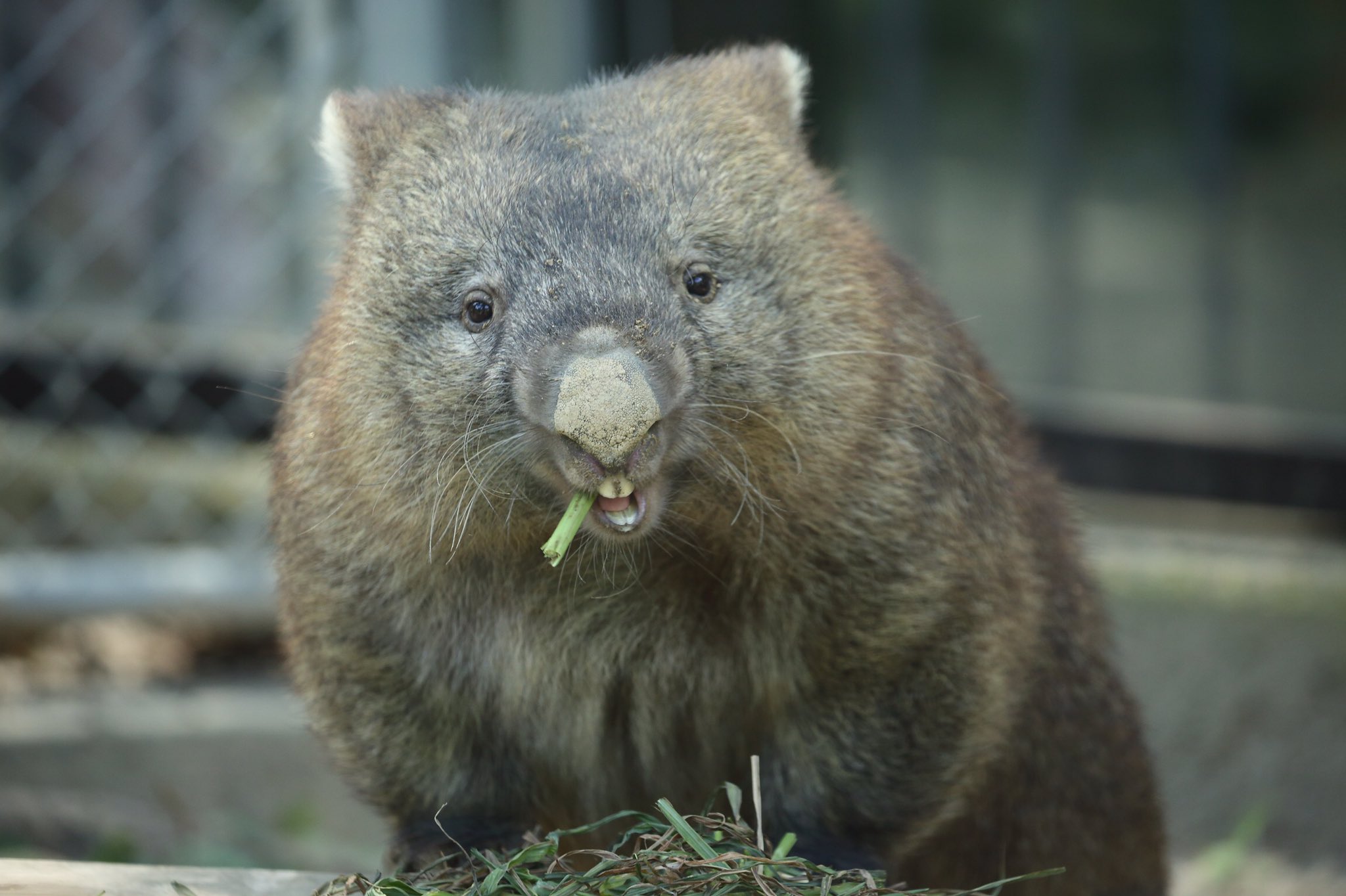 高野 充彦 A Twitter Delicious Wombat Hector Wombatwednesday Tasmania Launceston Marsupial Satsukiyamazoo Ikeda City Osaka Japan 08 17 T Co Svscmtnkny 高野 充彦 A Twitter Delicious Wombat Hector Wombatwednesday Tasmania Launceston Marsupial Satsukiyamazoo Ikeda City Osaka Japan 08 17 T Co Svscmtnkny