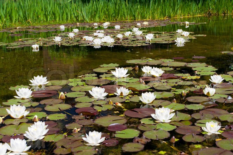 cristinadobre's tweet photo. #Romania, Danube Delta 🌼🌼🌼 https://t.co/mazMpnP8qr