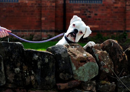 LBC's tweet image. 9 in every 10 convicted animal abusers are not jailed. Many then go on to commit other crimes. Why don't we take animal cruelty seriously?