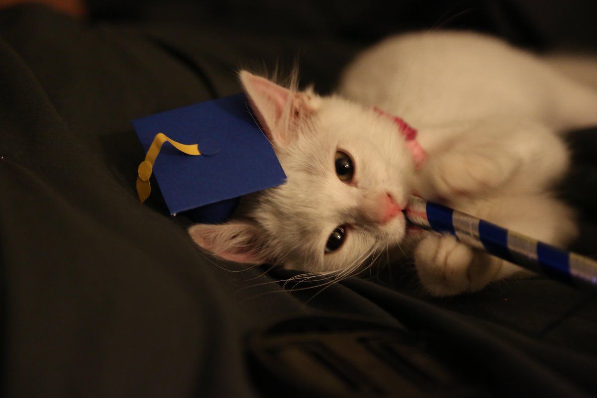 Graduating Cat