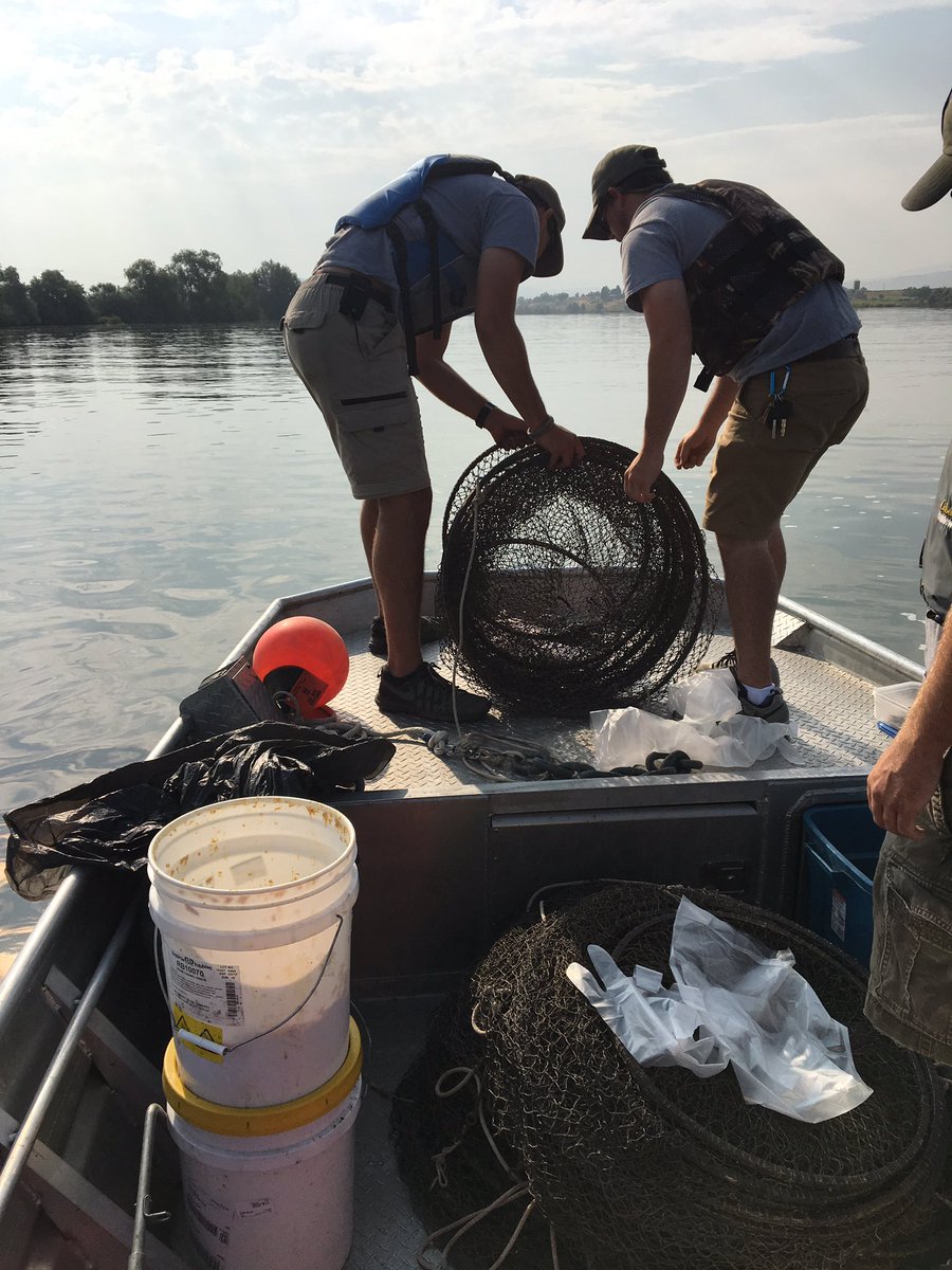 Sampling catfish with hoop nets on Milner reservoir today