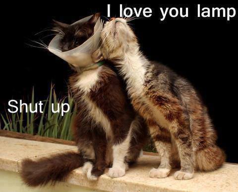SvenSchaefer's tweet photo. Happy International Cat Day ❣️ 😸 https://t.co/LAROgKIaHw