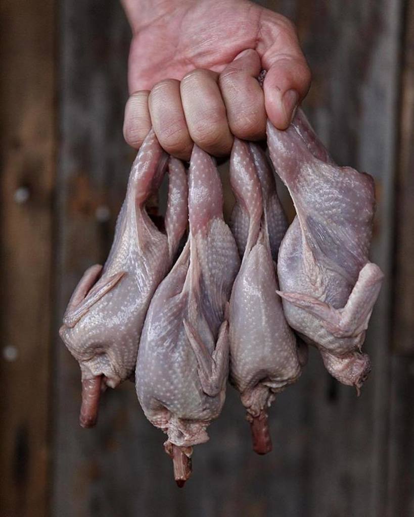 gowildapp's tweet photo. Before you start ripping breasts out, consider plucking! #Repost from our buddy, @fromfieldtoplate. #GoWild #FromF… https://t.co/rdRmGI2eLC https://t.co/fUMBUif6h7