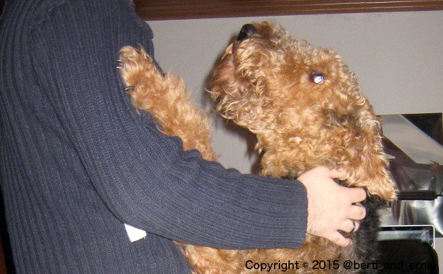 Berti_and_Ernie's tweet photo. Some are #DancingWithTheStars I am #DancingWithTheDogs https://t.co/0V3FkCzt5g