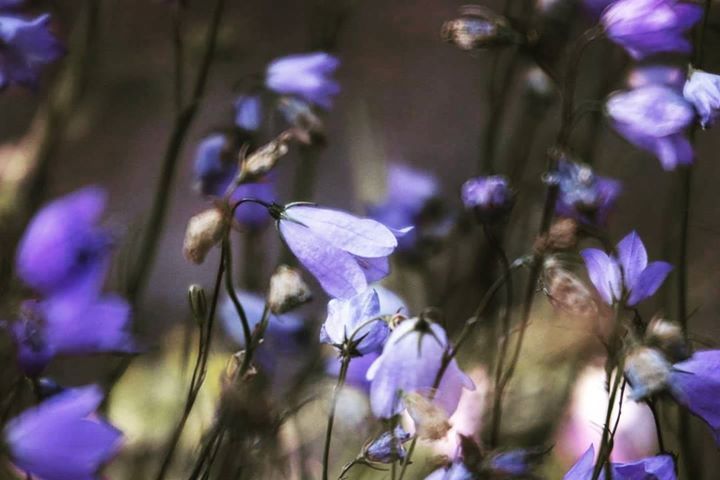 relaxedpace's tweet photo. #wildflowers of the #grandtetons https://t.co/qCypoLZwwh https://t.co/1mp6bBC83h https://t.co/H3nxd076Gk