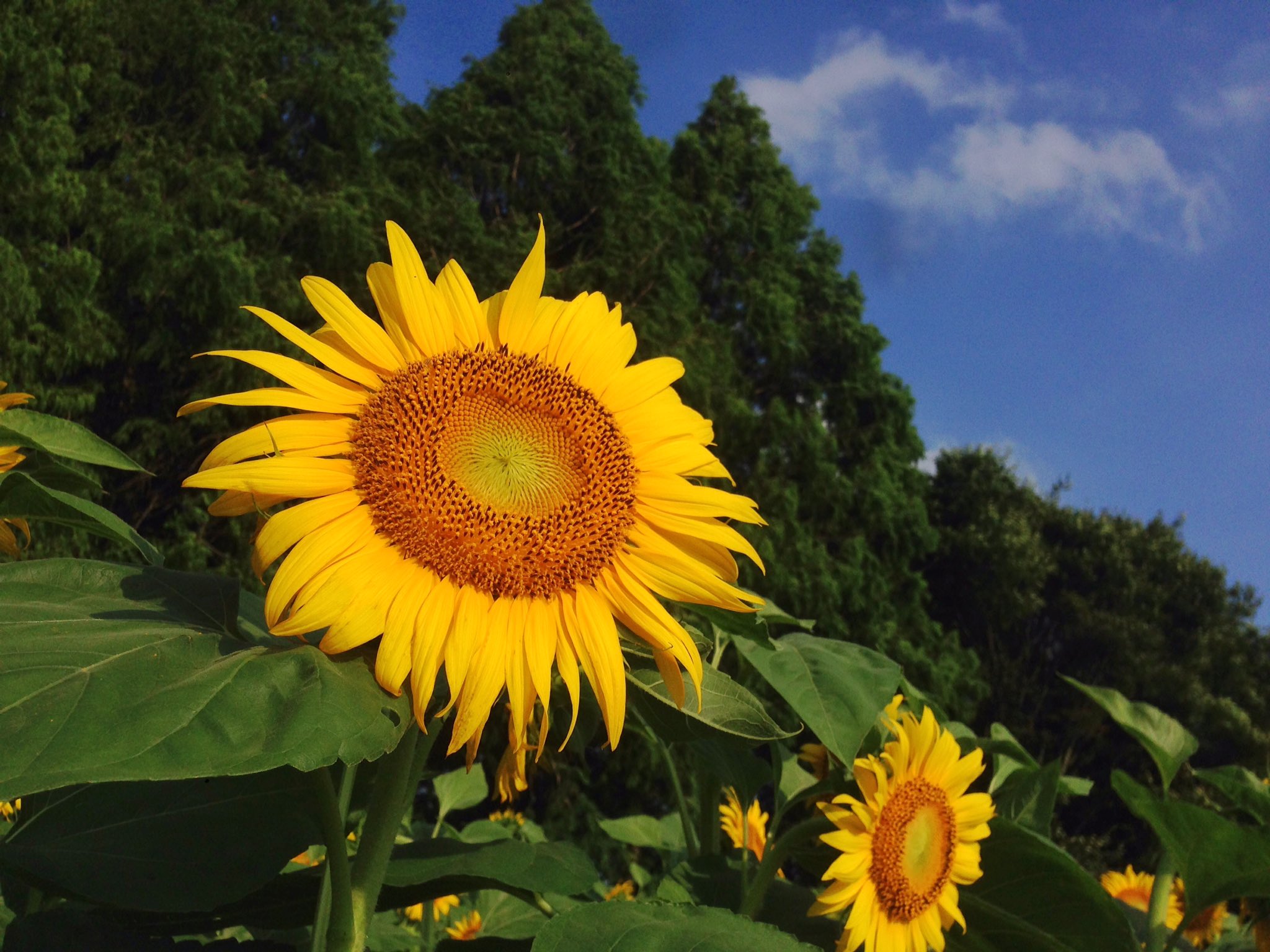 世羅高原農場 公式 V Twitter 農場のひまわり見頃を迎えました お盆期間中は見頃 が続きます イベントも盛りだくさん 絶品朝どりとうもろこしも販売中 この夏の思い出をひまわりの丘で開花状況 イベント情報など農場webサイトもご覧くださいね 世羅高原農場web 世羅高原農場 公式 V Twitter 農場のひまわり見頃を迎えました お盆期間中は見頃 が続きます イベントも盛りだくさん 絶品朝どりとうもろこしも販売中 この夏の思い出をひまわりの丘で開花状況 イベント情報など農場webサイトもご覧くださいね 世羅高原農場web