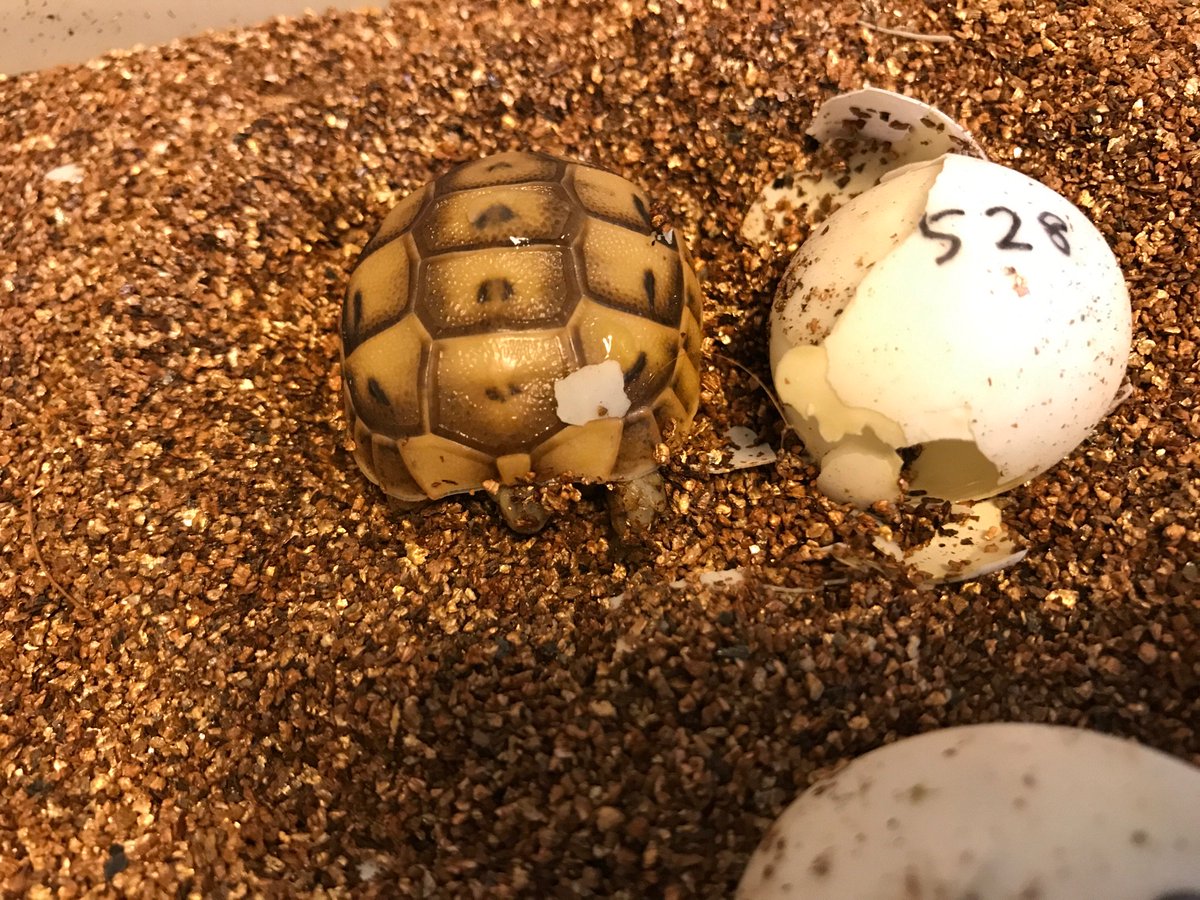 pomeraman's tweet photo. ギリシャリクガメのベビー、無事に誕生しました！ https://t.co/fmnlDQ0p1r