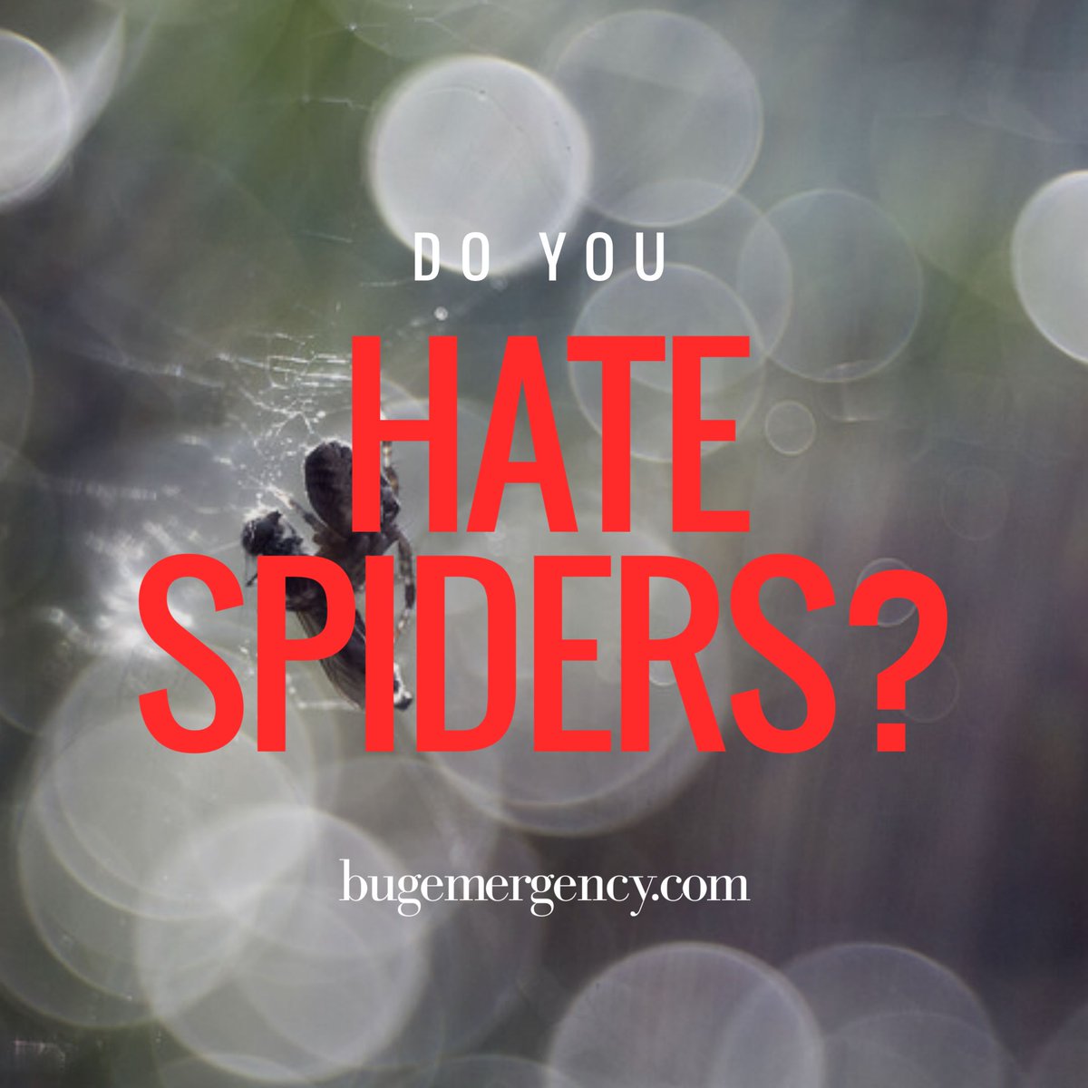 bugemergency's tweet image. There is a spider 12 feet away from you right now! Visit bugemergency.com for more info! #LasVegasPestControl #BugEmergency