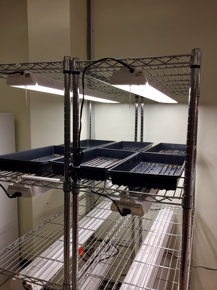 andrewkearns64's tweet photo. New #BotanyLab rack configuration at @josemartimast-increased capacity for research! #mast1718 @FairchildGarden @MDCPSSTEAM @STEMDesignation https://t.co/OmPsTdhdIs